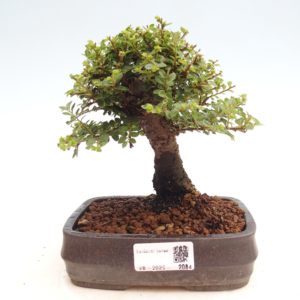 Bonsai voor buiten - Ulmus parvifolia Hokkaido - Chinese iep