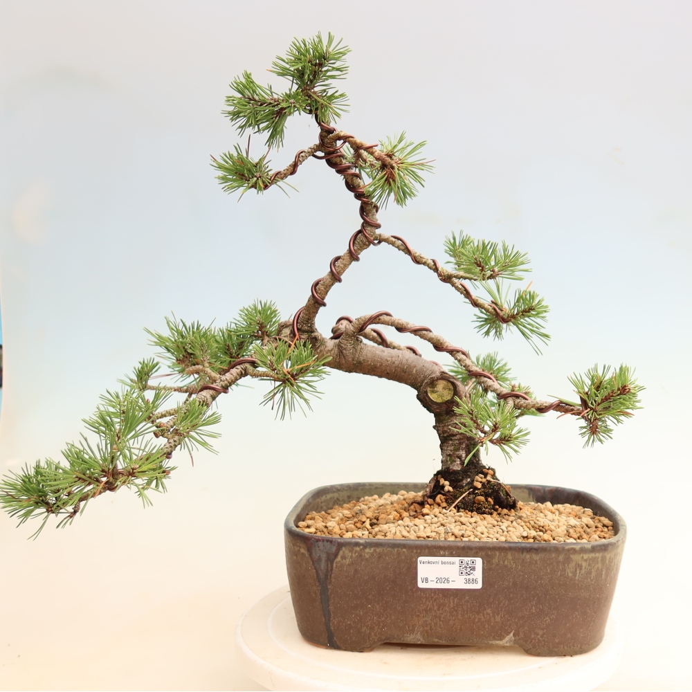 Bonsai voor buiten - Pinus mugo Humpy  - Bergden