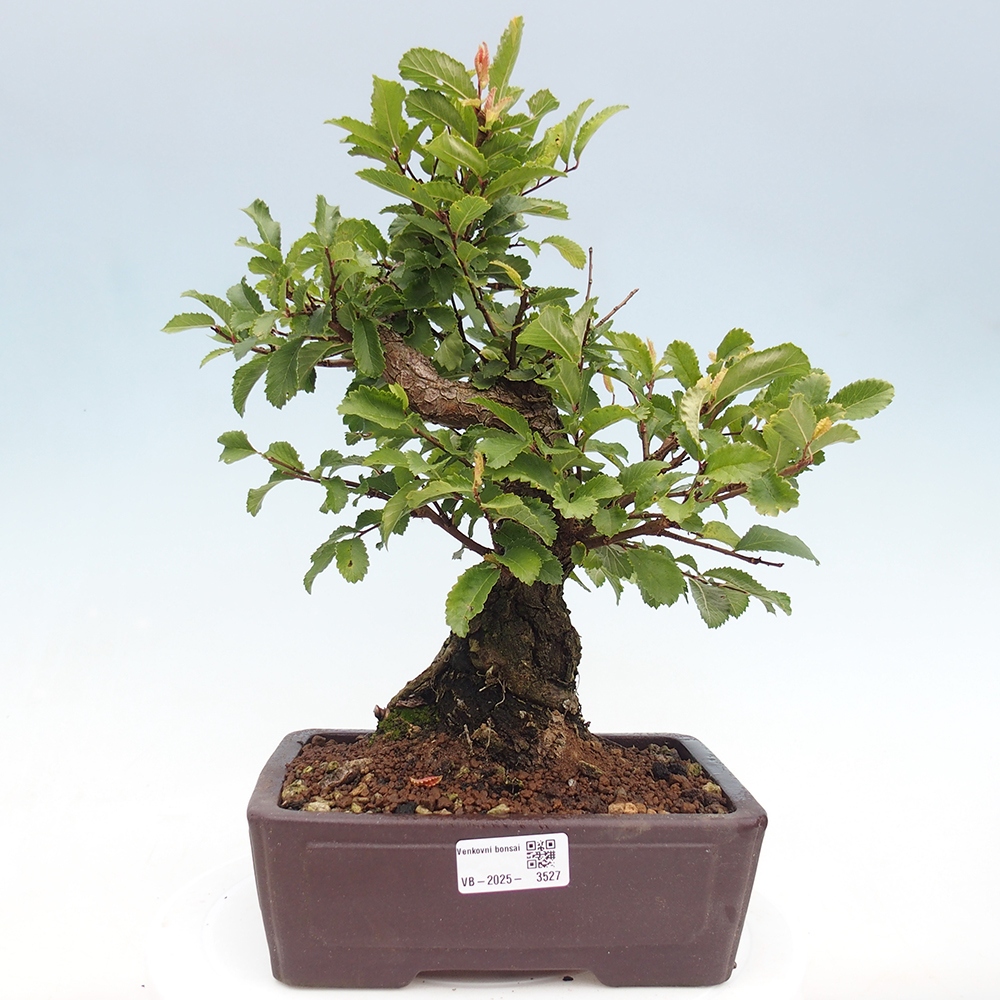 Bonsai voor buiten - Zelkova - Zelkova NIRE