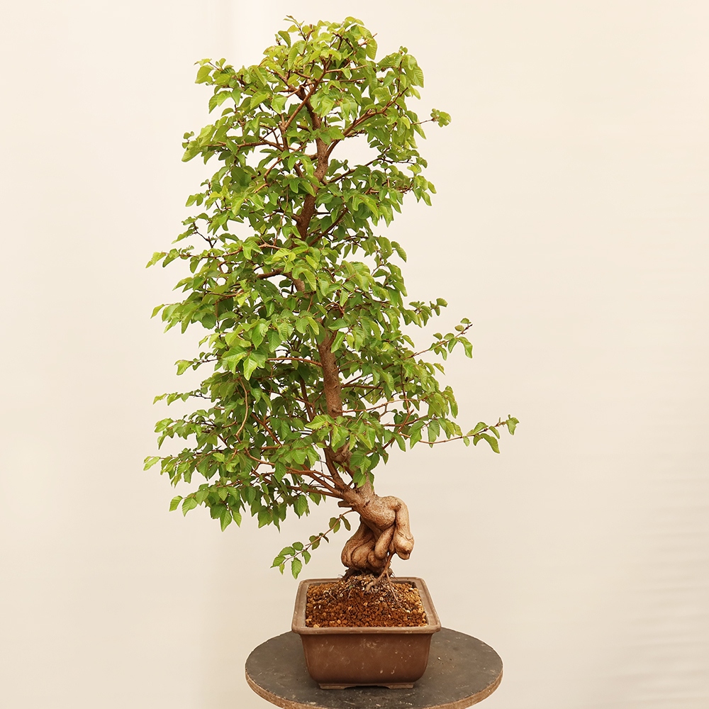 Bonsai voor buiten -Carpinus Coreana - Koreaanse haagbeuk