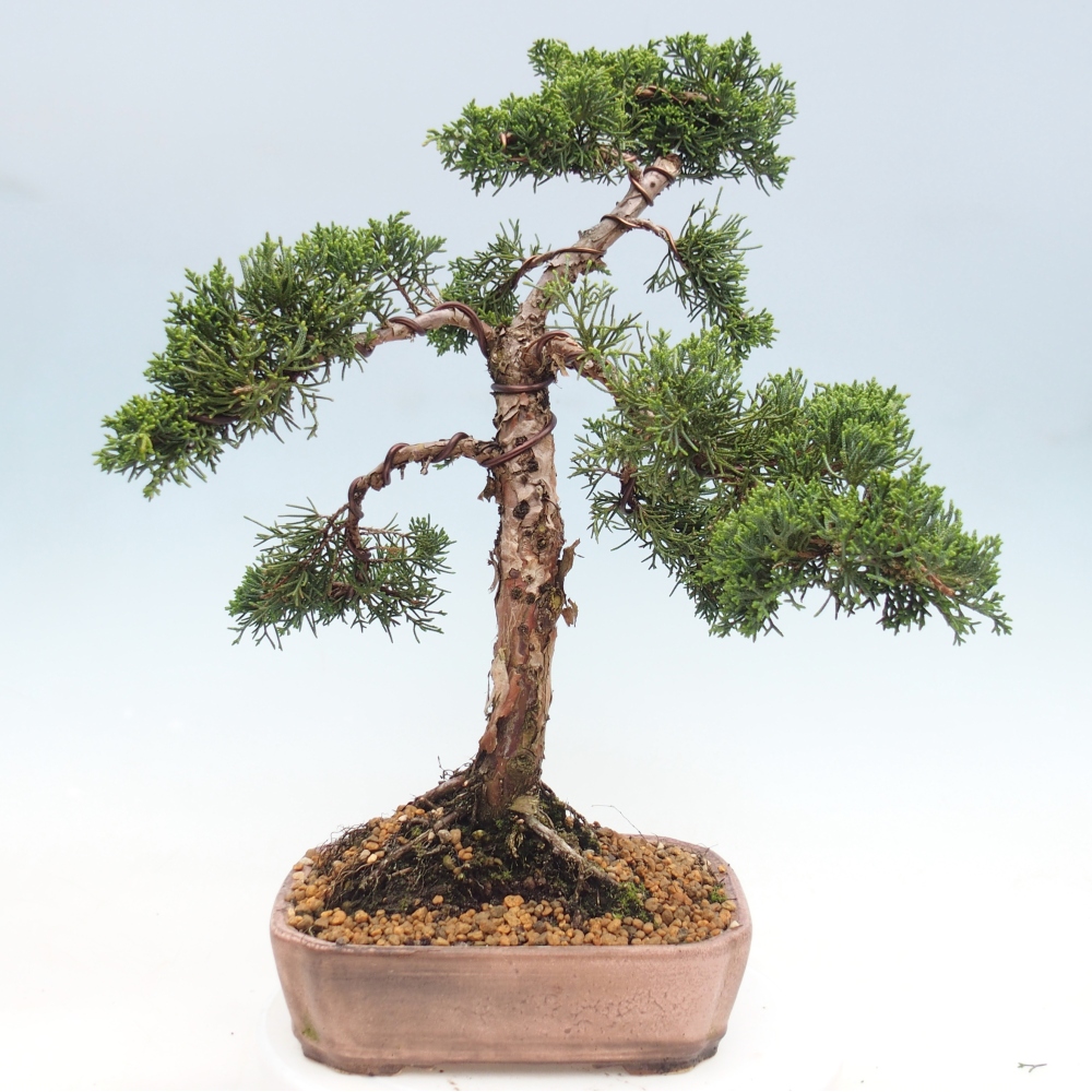 Bonsai voor buiten - Juniperus chinensis Kishu
