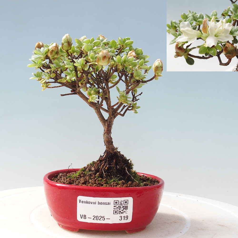 Bonsai voor buiten - Rhododendron indicum - Japanse azalea