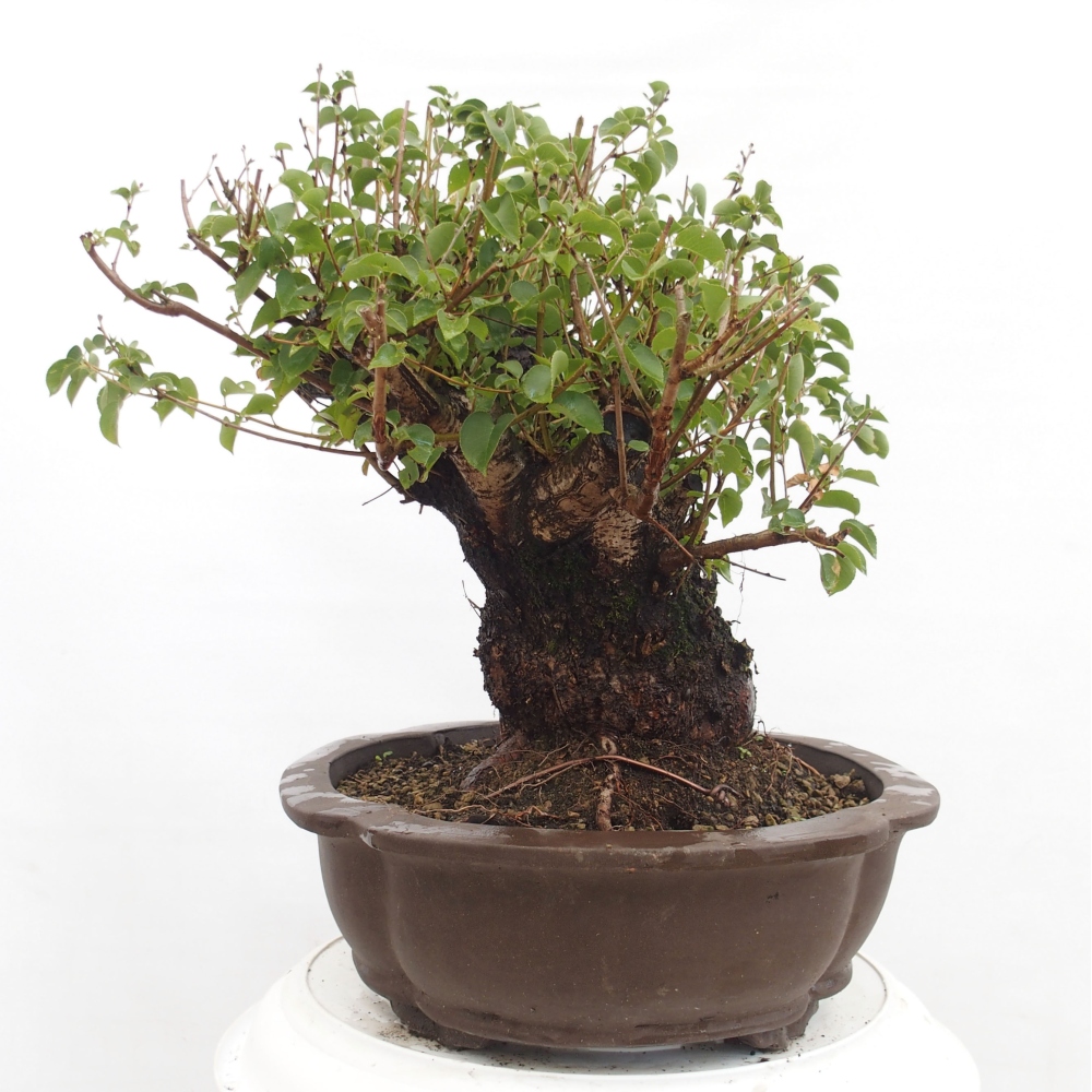 Bonsai voor buiten - Mahalebka - Prunus mahaleb