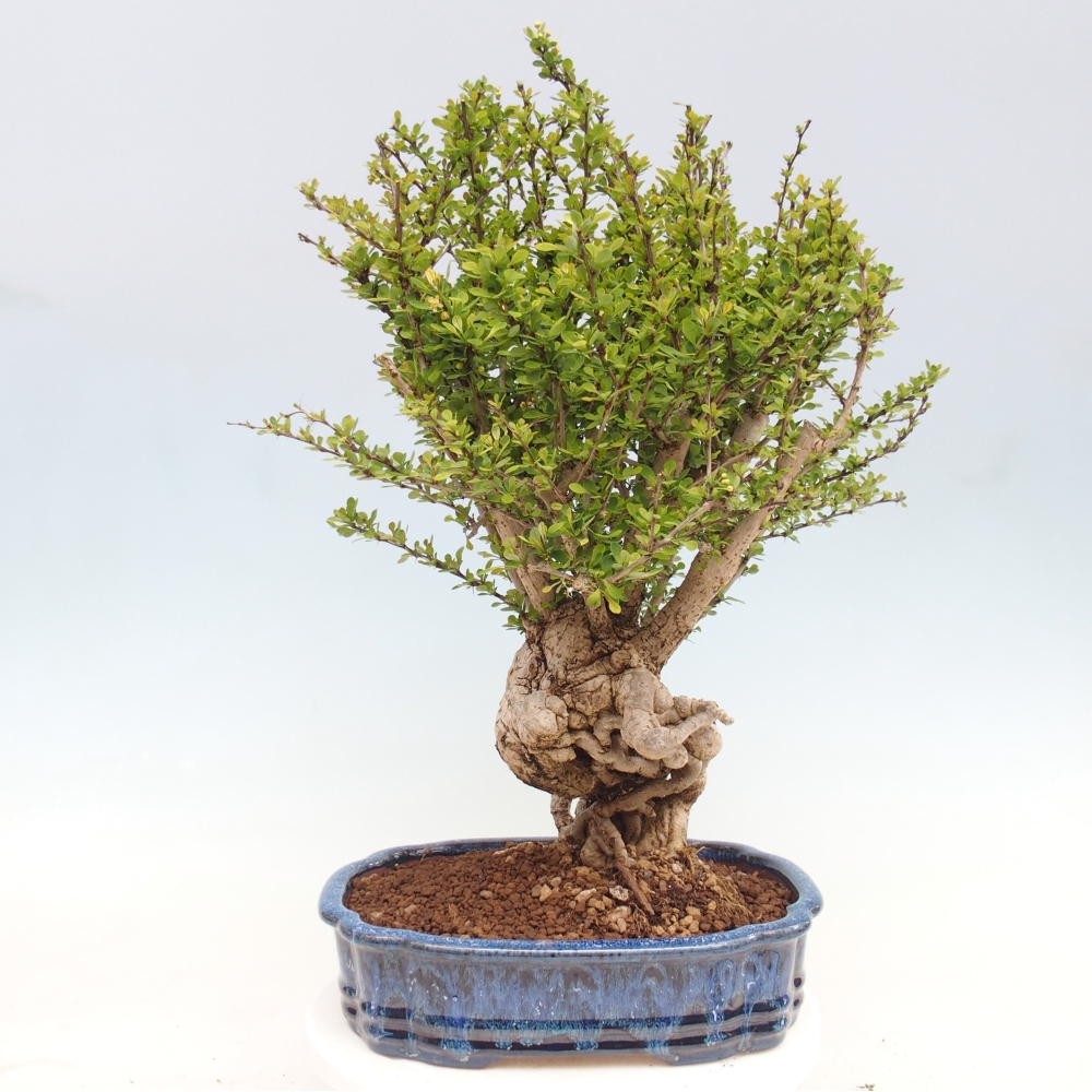 Bonsai voor buiten - Berberis coreana