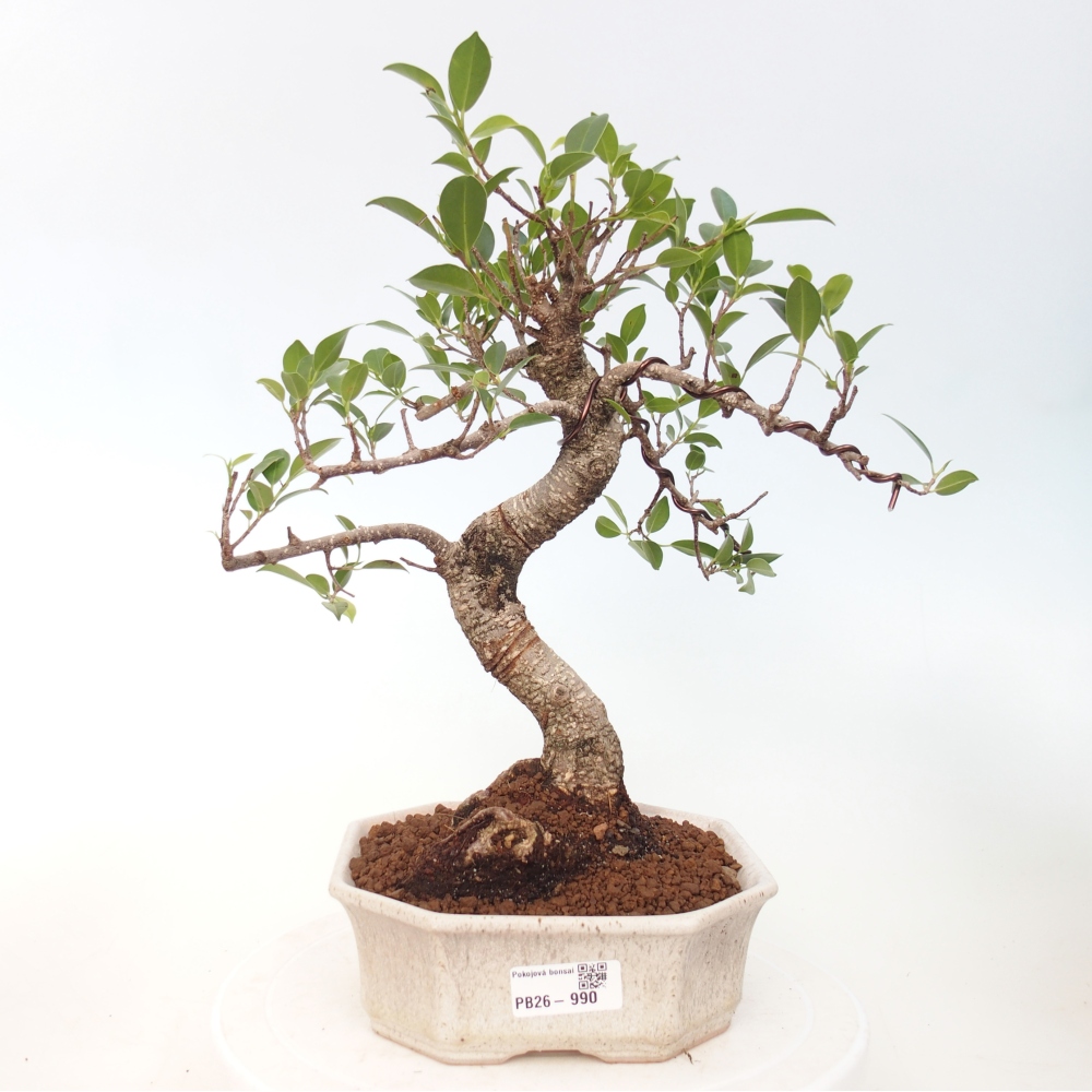 Kamerbonsai - Ficus retusa - kleinbladige ficus