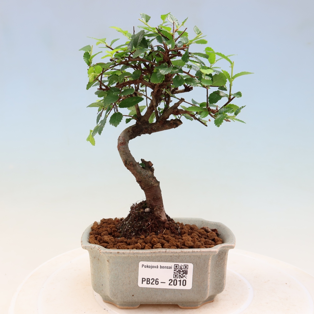 Kamerbonsai - Ulmus parvifolia - Winteriep
