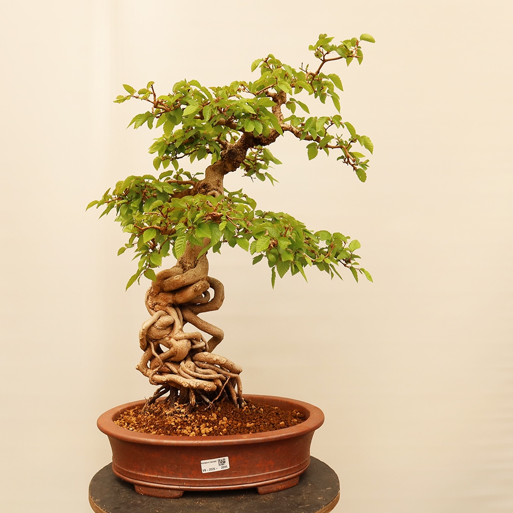 Bonsai voor buiten -Carpinus Coreana - Koreaanse haagbeuk