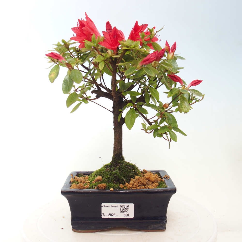 Bonsai voor buiten - Japanse azalea - Azalea sp.