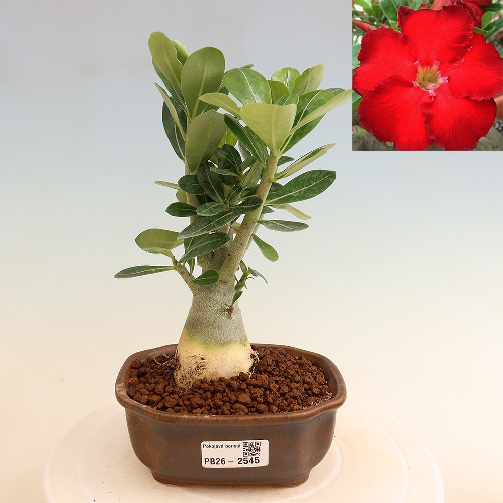 Kamerbonsai - Adenium obesum Red Star - Woestijnroos