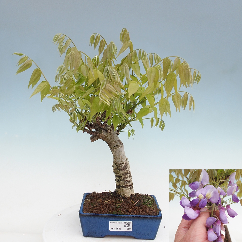 Bonsai voor buiten - Wisteria floribunda