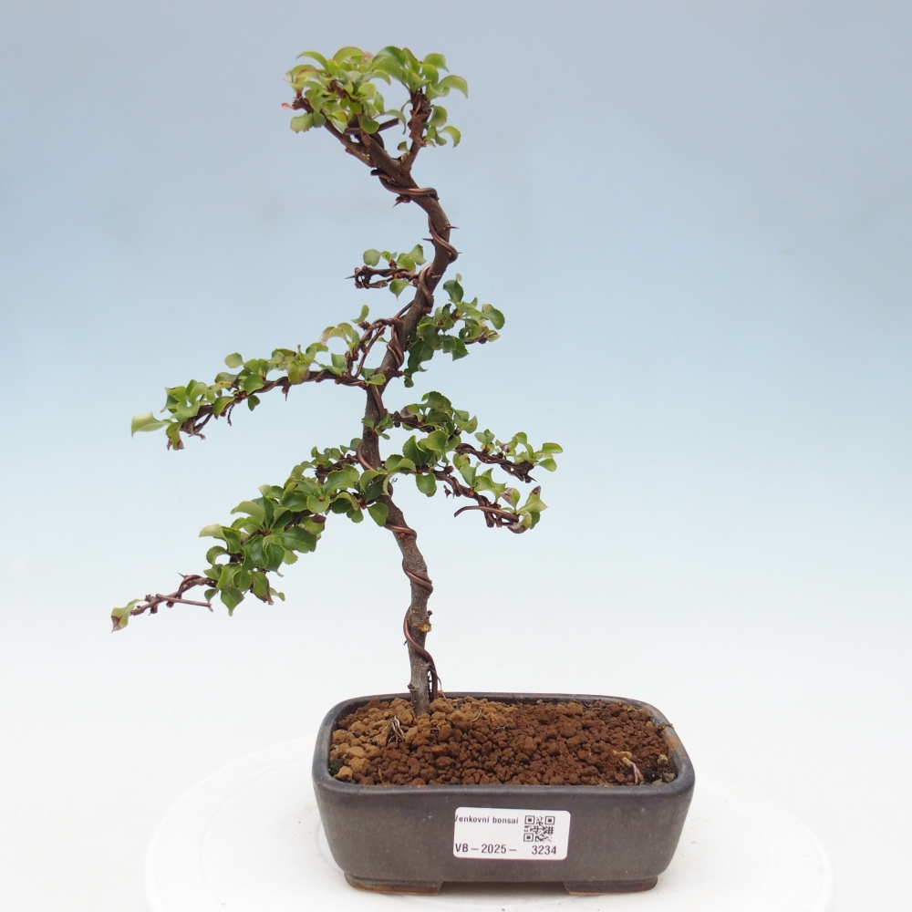 Bonsai voor buiten - Chaneomeles s. Red Joy - Kweepeer
