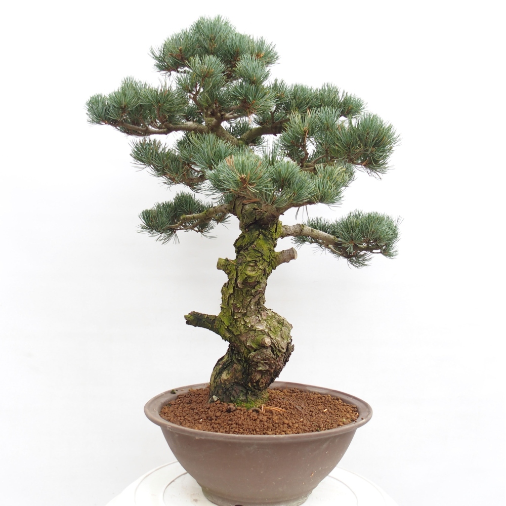 Bonsai voor buiten - Pinus parviflora - Pinus parviflora