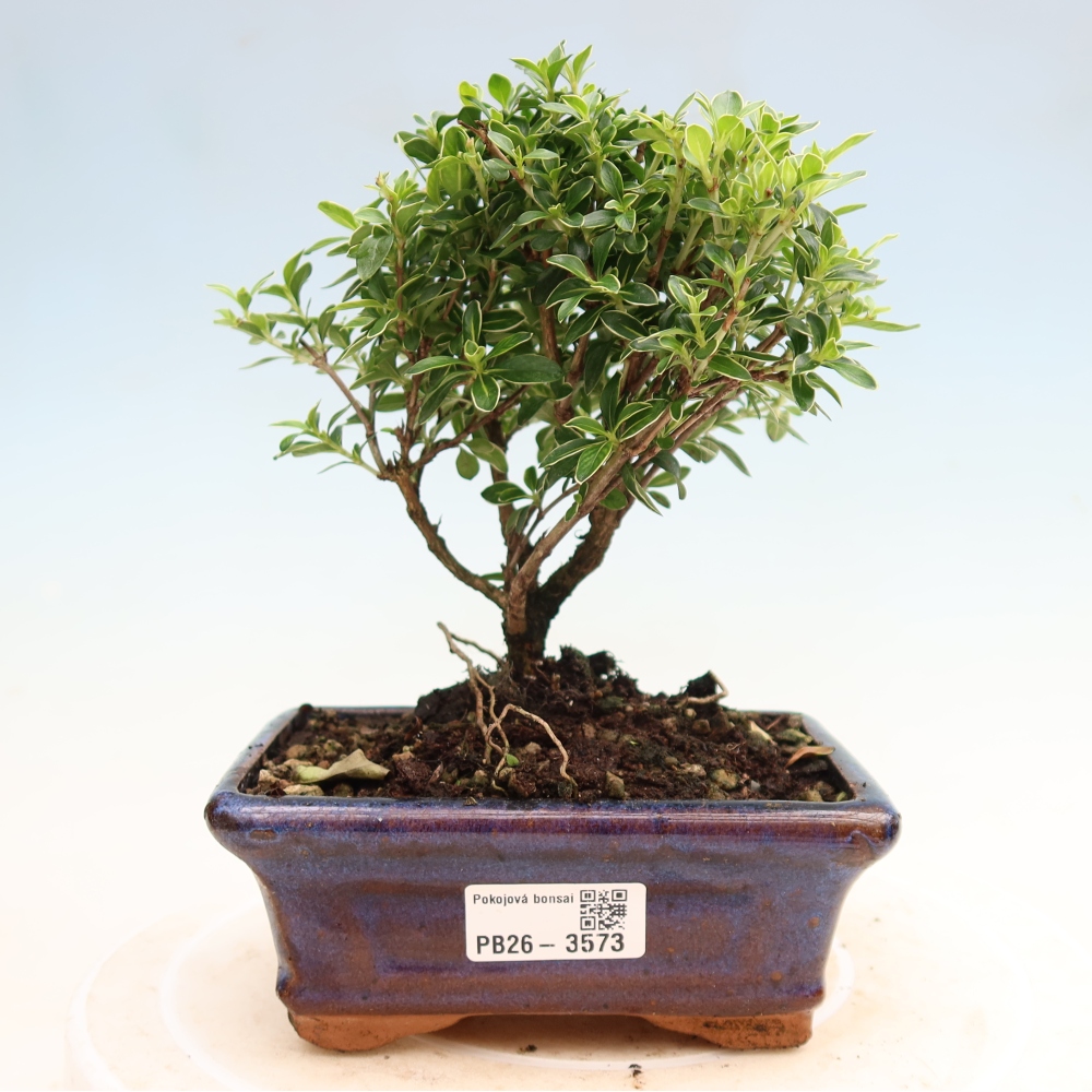 Kamerbonsai - Serissa foetida Variegata - Boom van duizend sterren