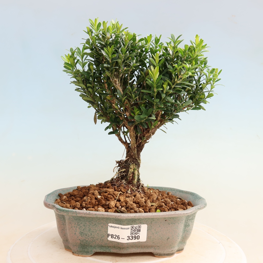 Kamerbonsai - Buxus harlandii - kurk buxus