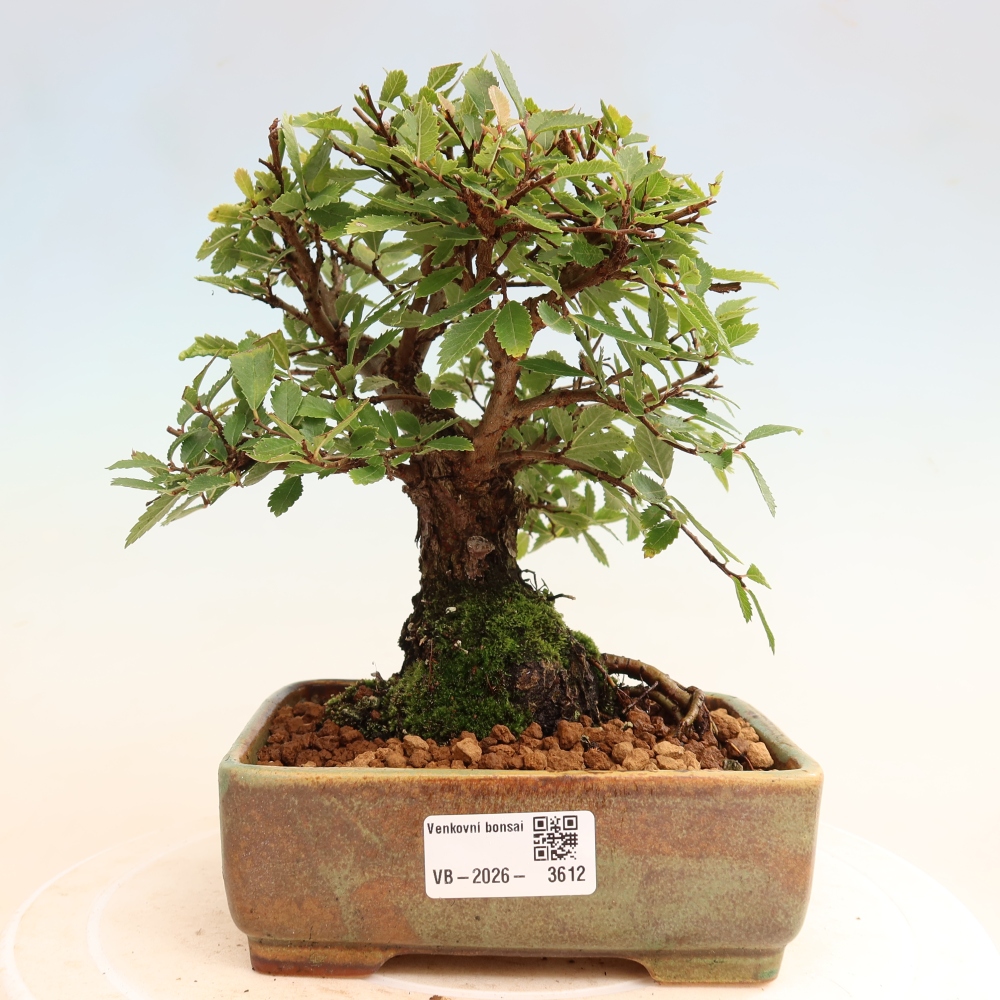 Bonsai voor buiten - Zelkova - Zelkova NIRE