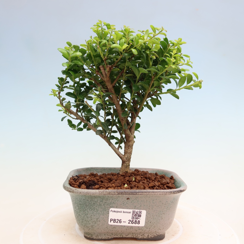 Kamerbonsai - Ilex crenata - Hulst