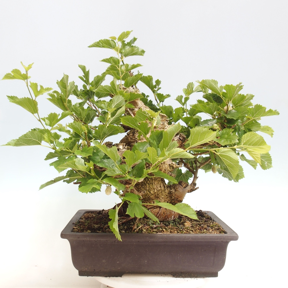 Bonsai voor buiten -Morus alba - moerbei