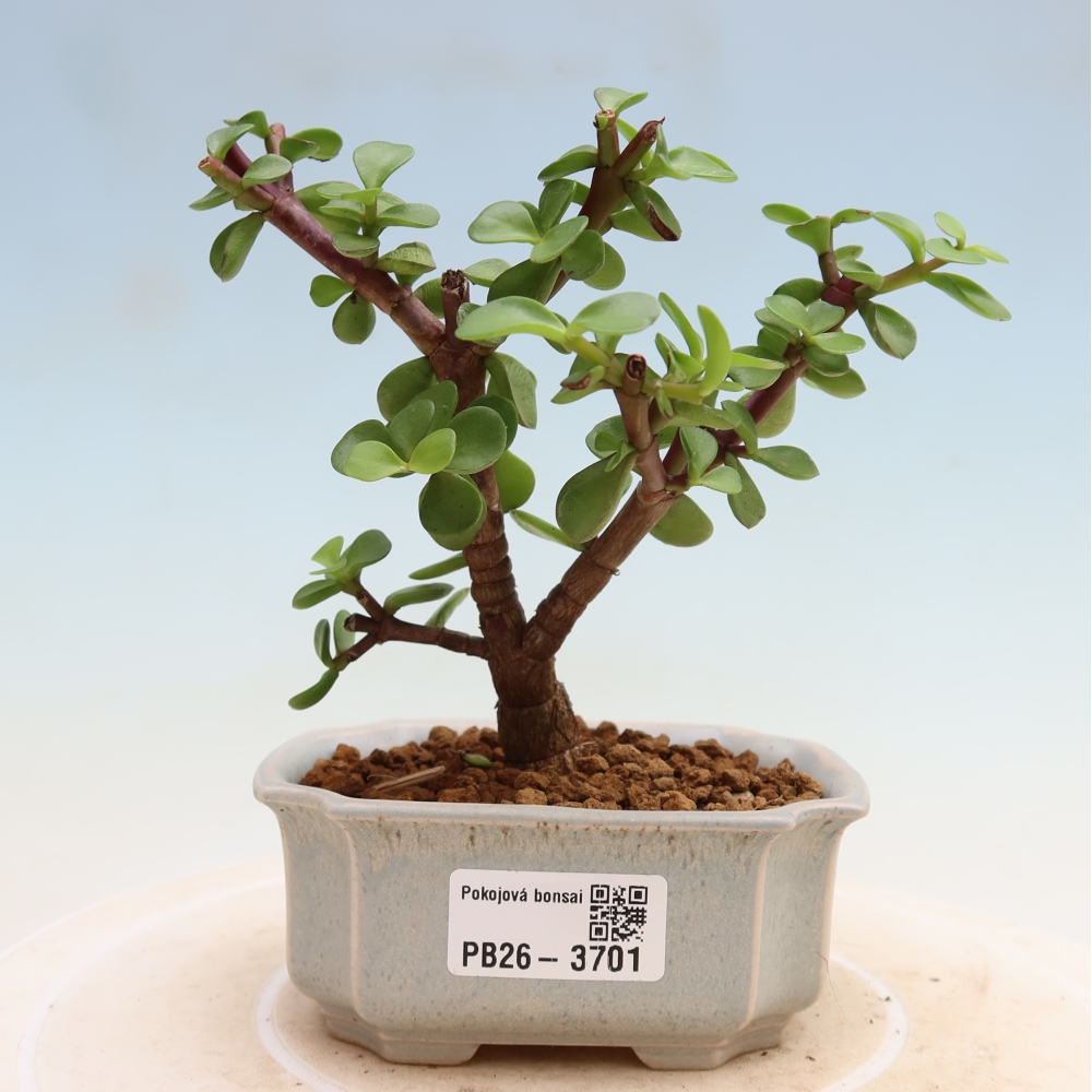 Kamerbonsai - Portulakaria Afra - Tlustice