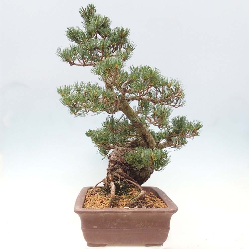 Bonsai voor buiten - Pinus parviflora - Pinus parviflora