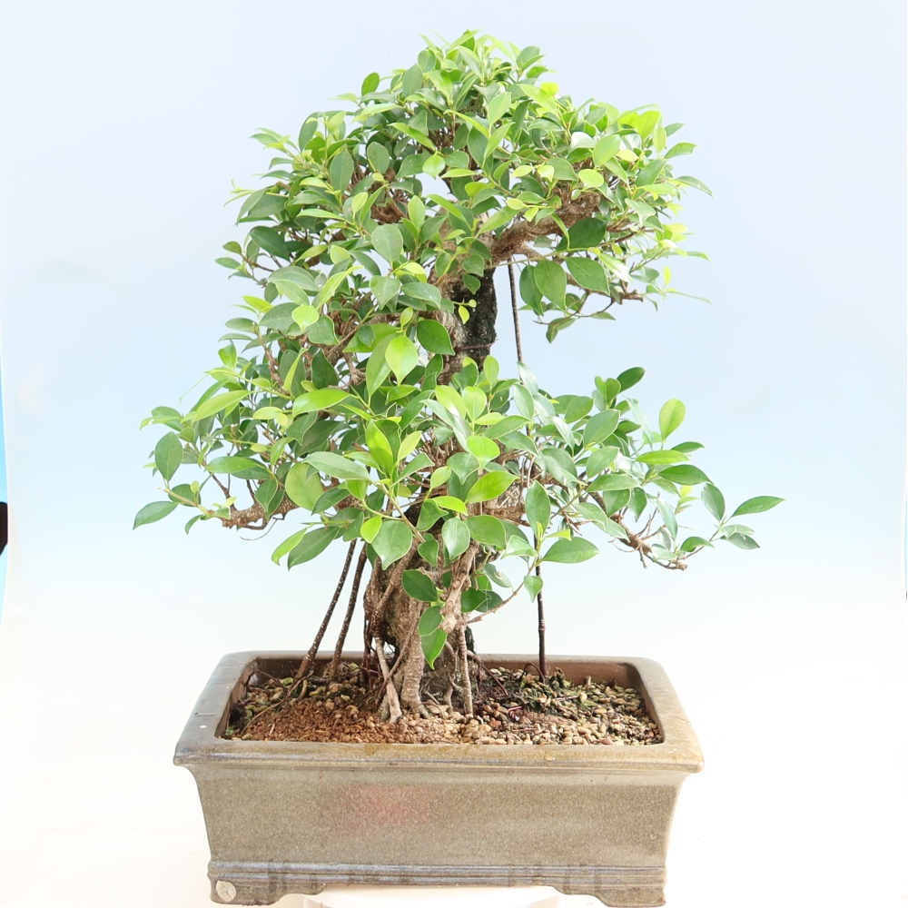 Kamerbonsai - Ficus kimmen - kleinbladige ficus