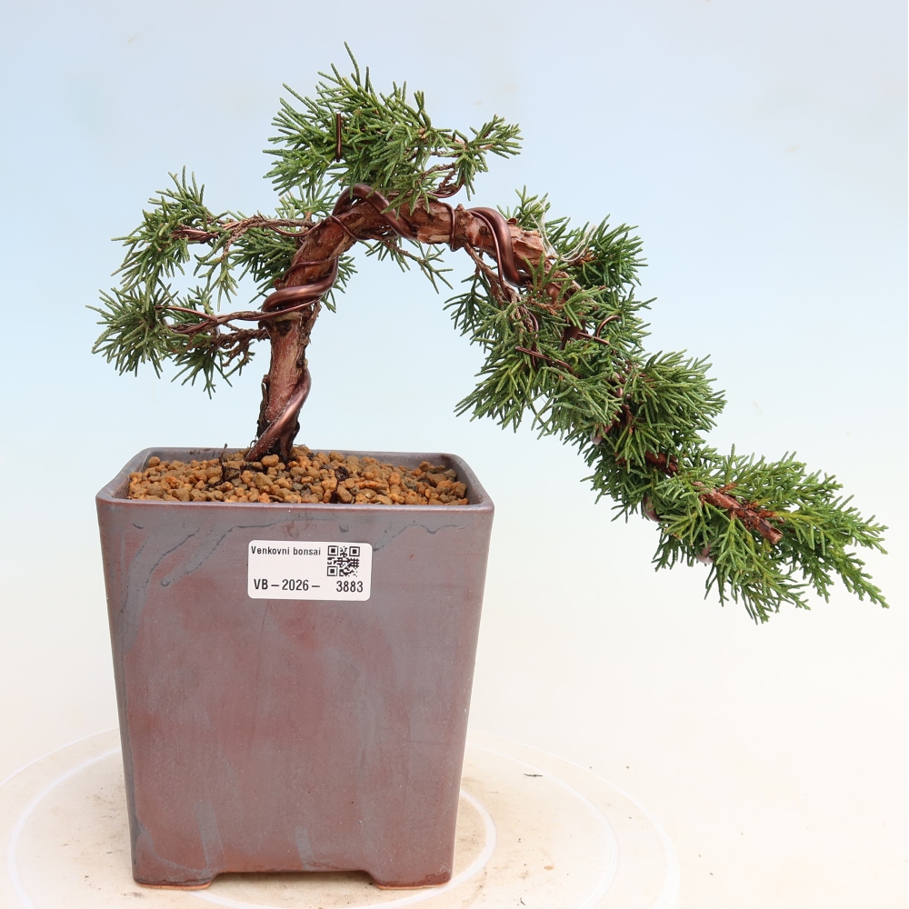 Bonsai voor buiten - Juniperus chinensis Kishu