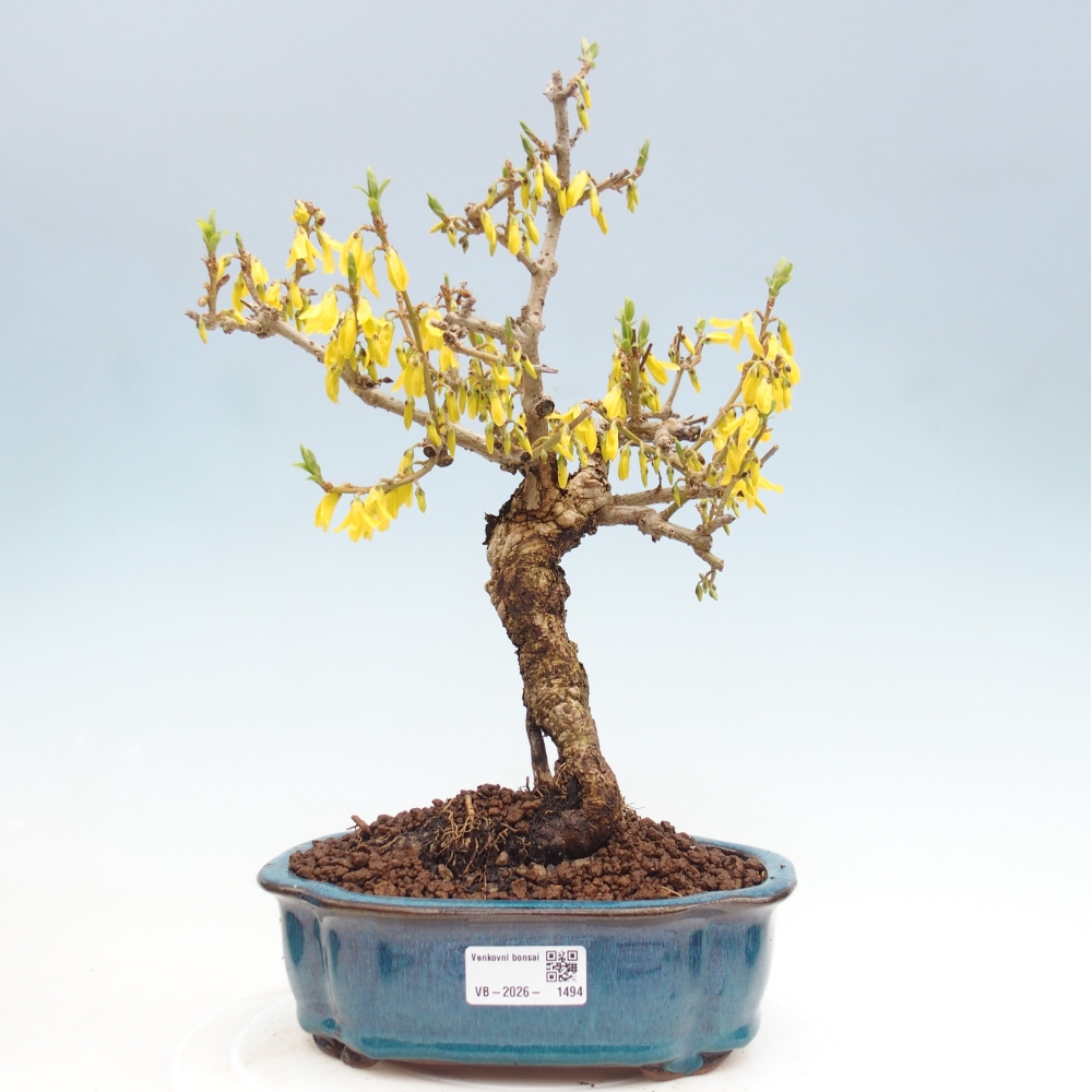 Bonsai voor buiten - Zlatice - Forsythia koreana