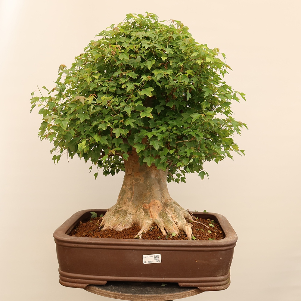 Bonsai voor buiten - Esdoorn Burger - Acer Burgerianum