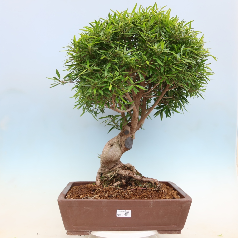 Kamerbonsai - Ficus nerifolia - kleinbladige ficus