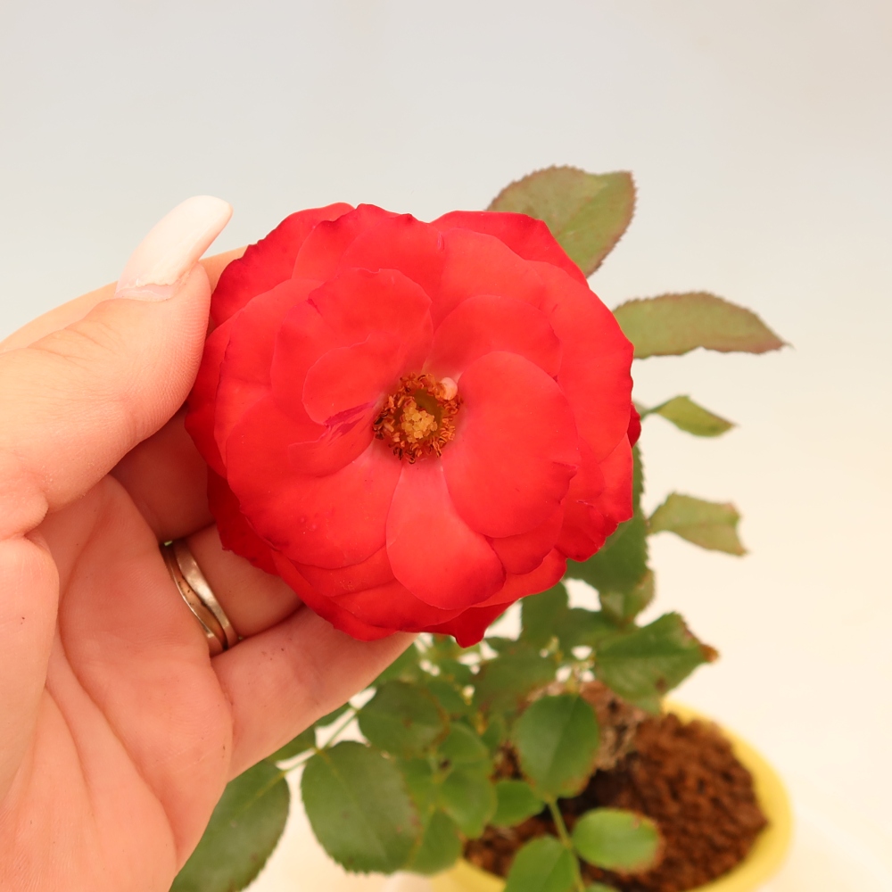 Bonsai voor buiten - Rosa Kordes - roos