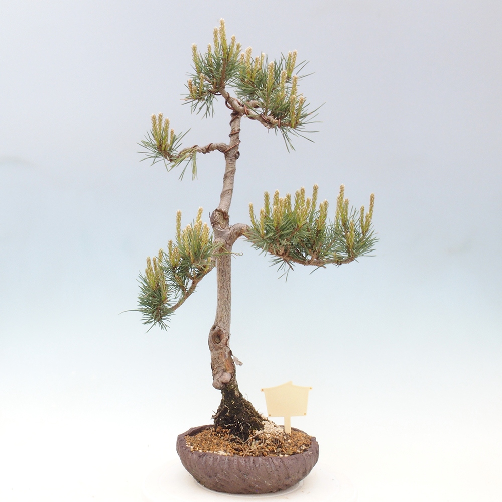 Bonsai voor buiten - Pinus Sylvestris Watererri - grove den