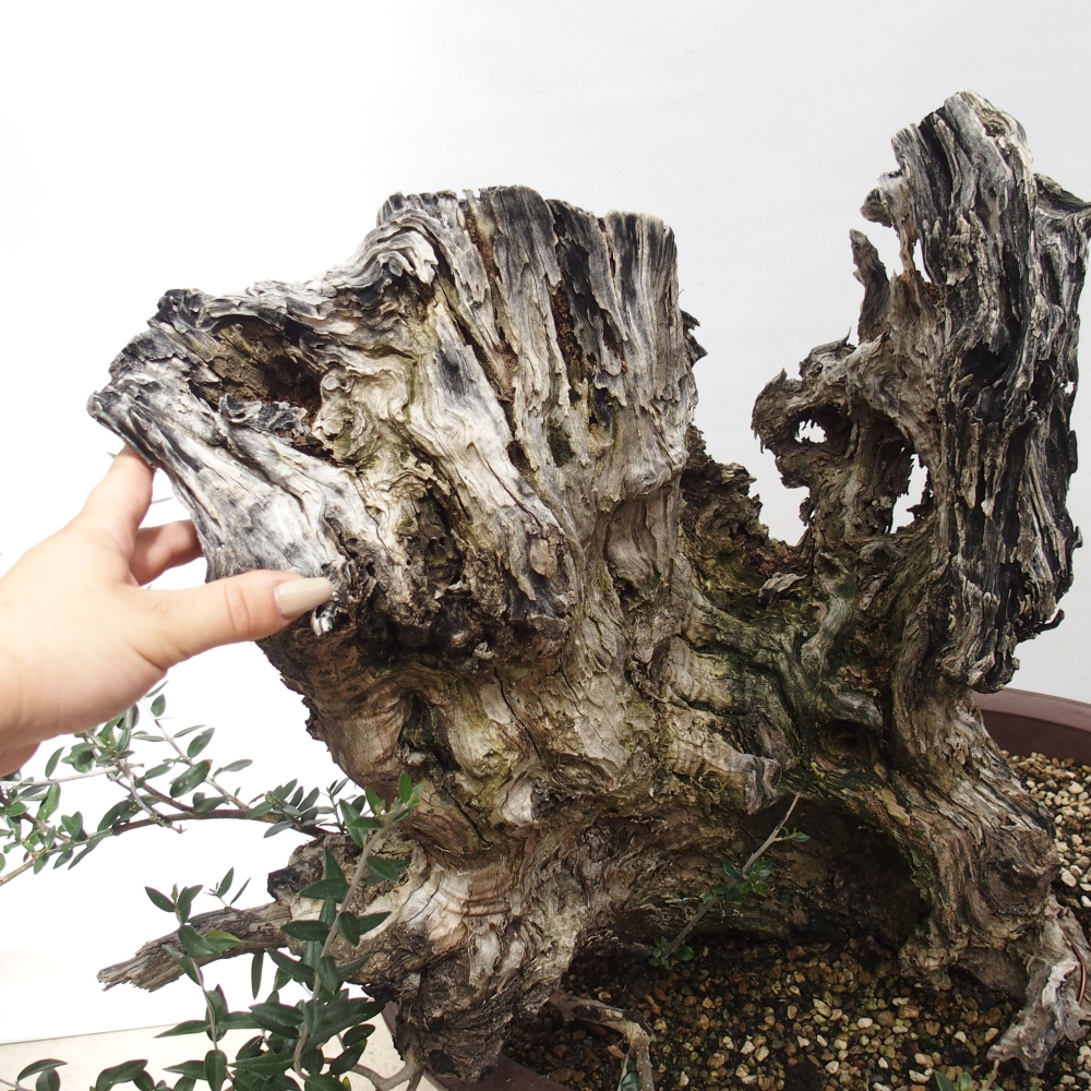 Bonsai voor binnen - Olea europaea sylvestris