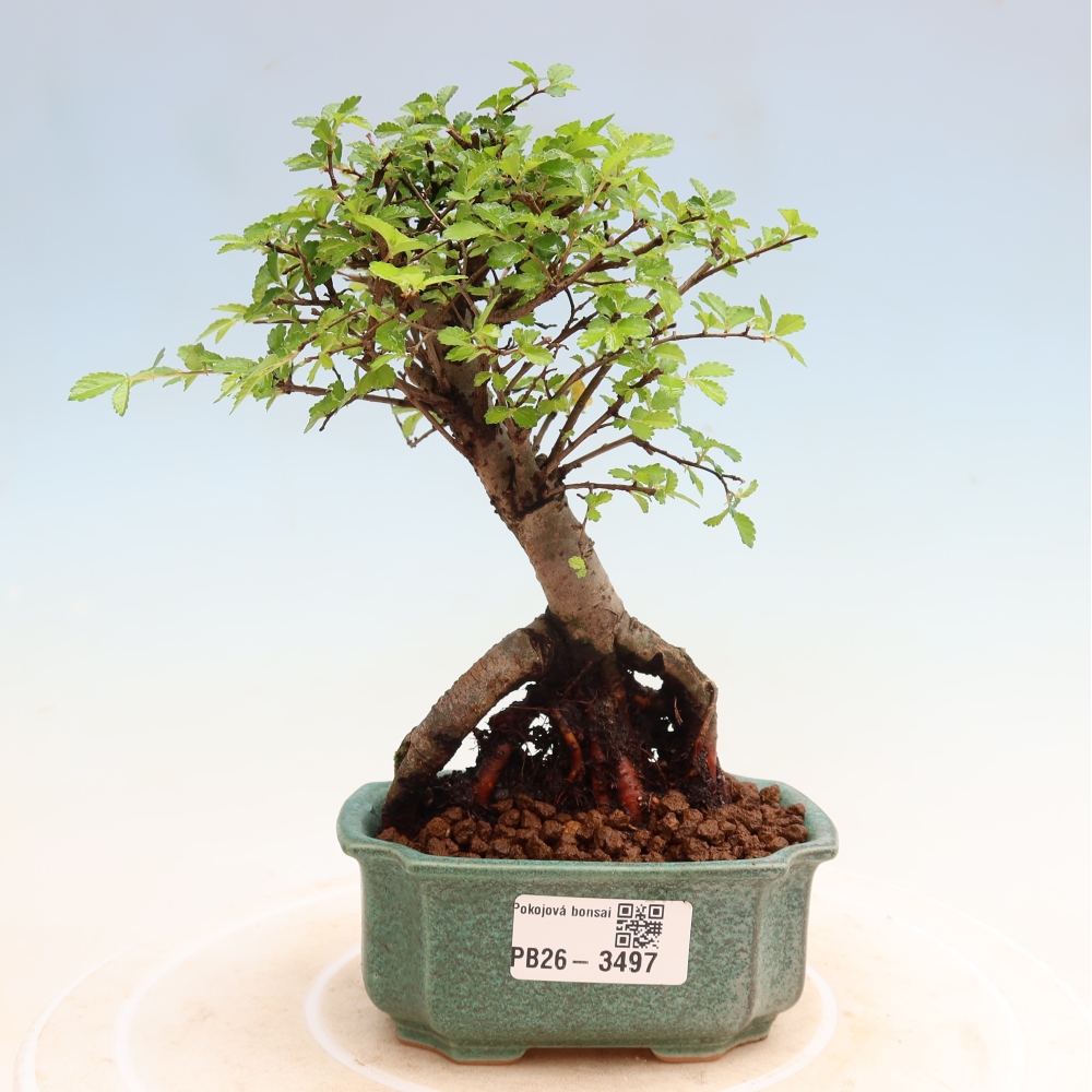 Kamerbonsai - Ulmus parvifolia - Winteriep
