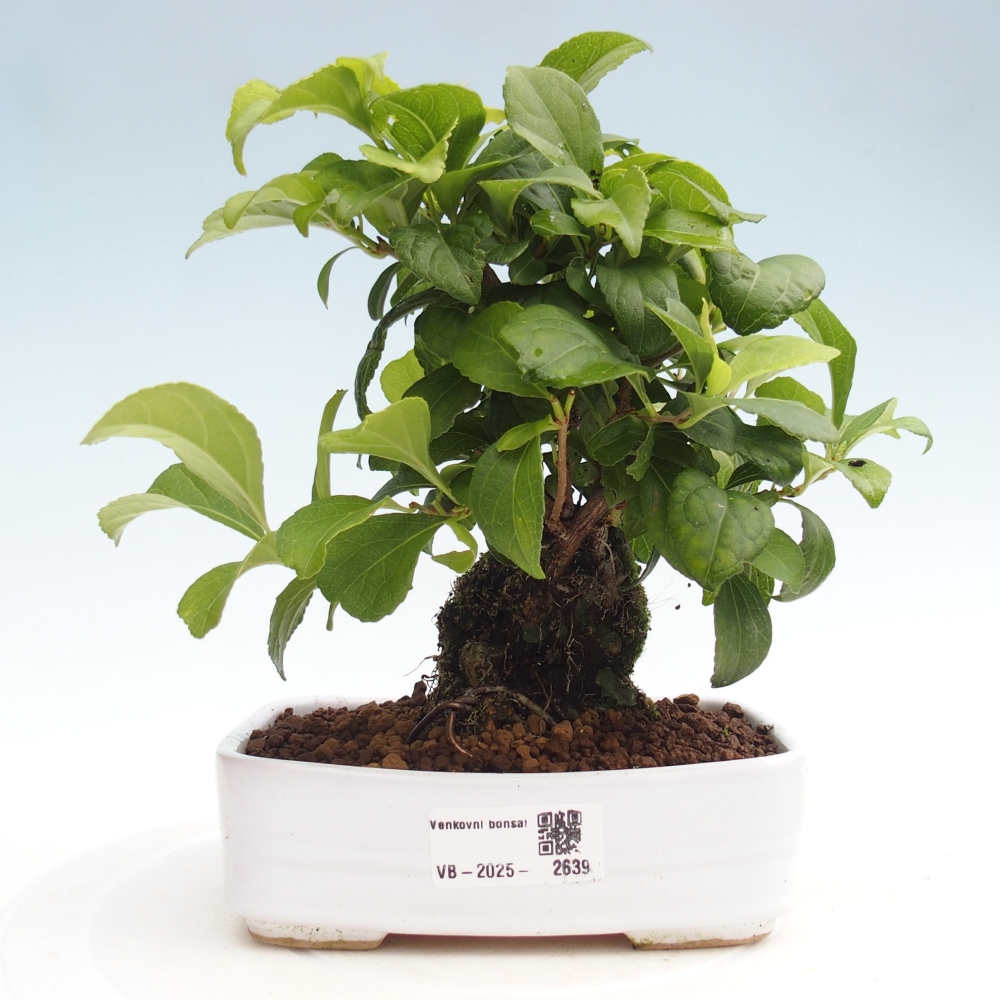 Bonsai voor buiten - Celastrus orbiculatus
