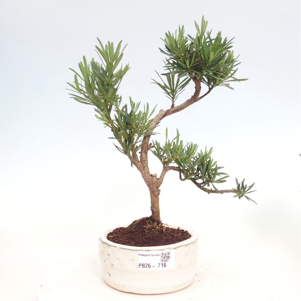 Kamerbonsai - Podocarpus - Taxus
