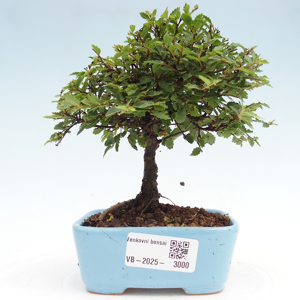 Bonsai voor buiten - Ulmus parvifolia Sagei - Kleinbladige iep