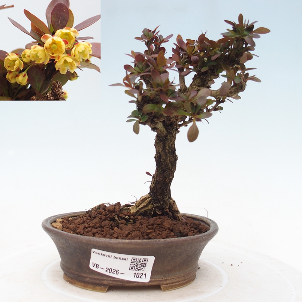 Bonsai voor buiten - Berberis Thunbergii Bagatelle