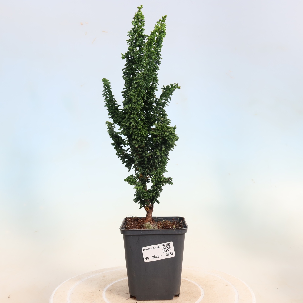 Bonsai voor buiten - Cham. obtusa SEKKA HINOKI - Cipres