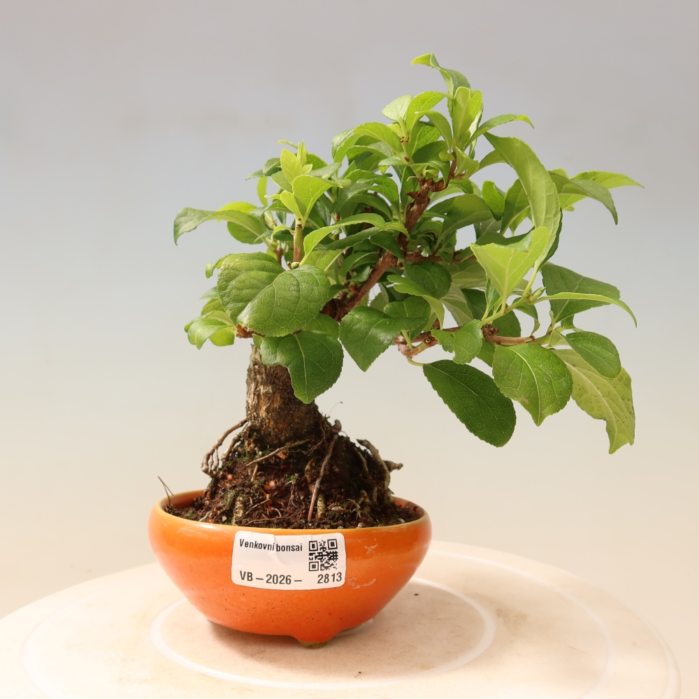 Bonsai voor buiten - Celastrus orbiculatus