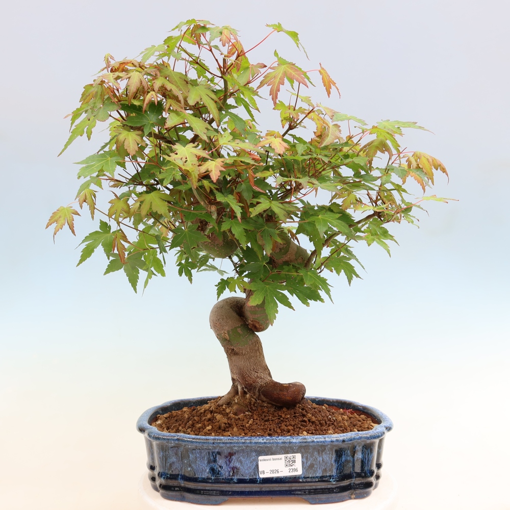 Bonsai voor buiten - Esdoorn Burger - Acer Burgerianum