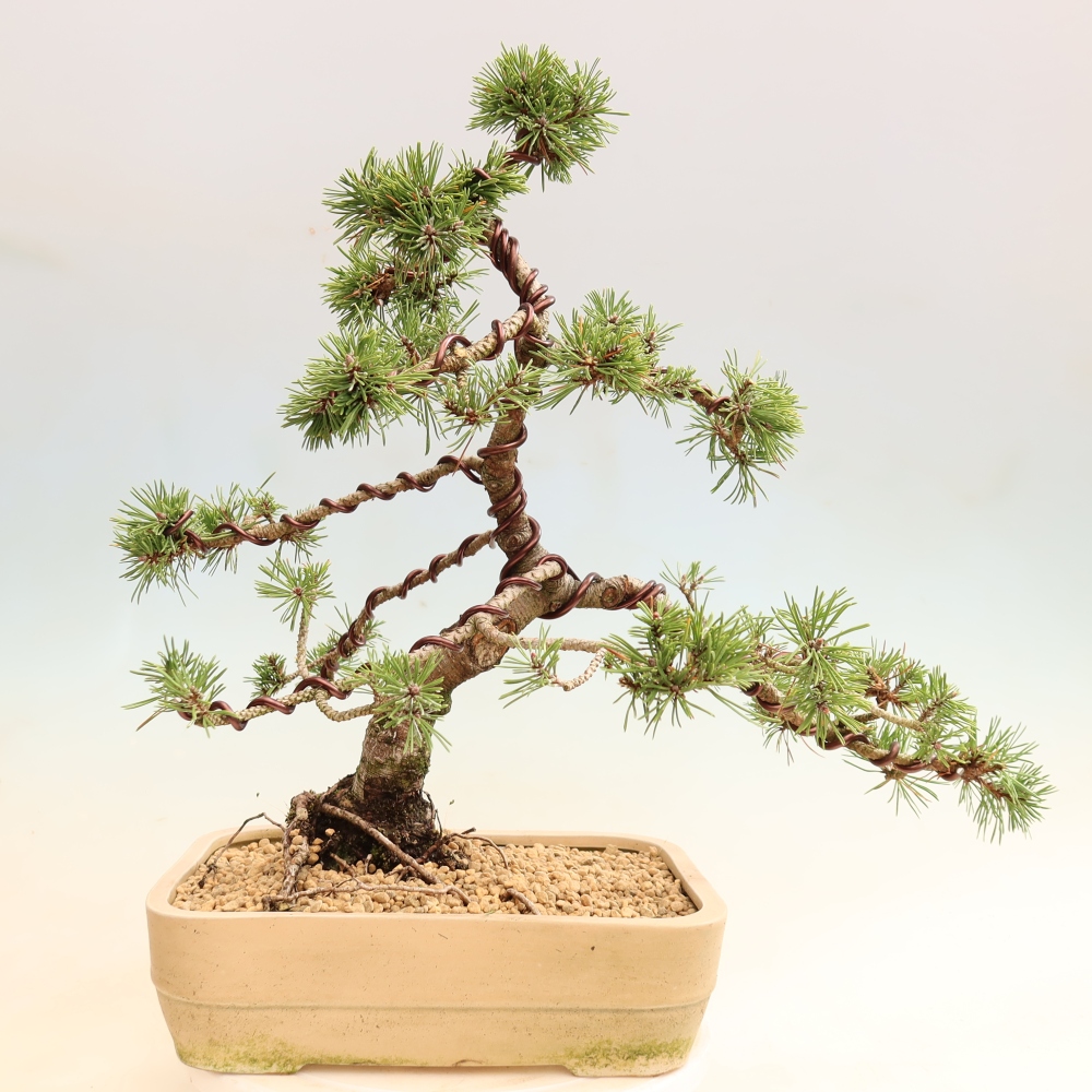 Bonsai voor buiten - Pinus mugo Humpy  - Bergden