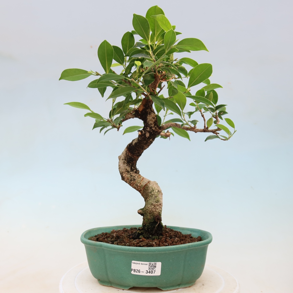 Kamerbonsai - Ficus kimmen - kleinbladige ficus
