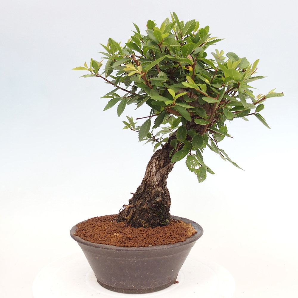 Bonsai voor buiten - Zelkova - Zelkova NIRE