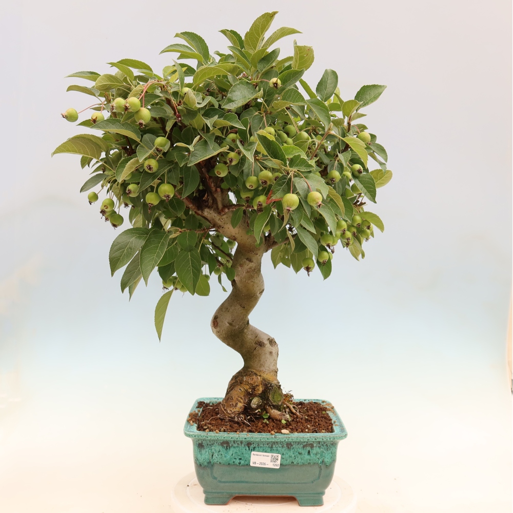 Bonsai voor buiten -Malus halliana - Appelboom met kleine vruchten