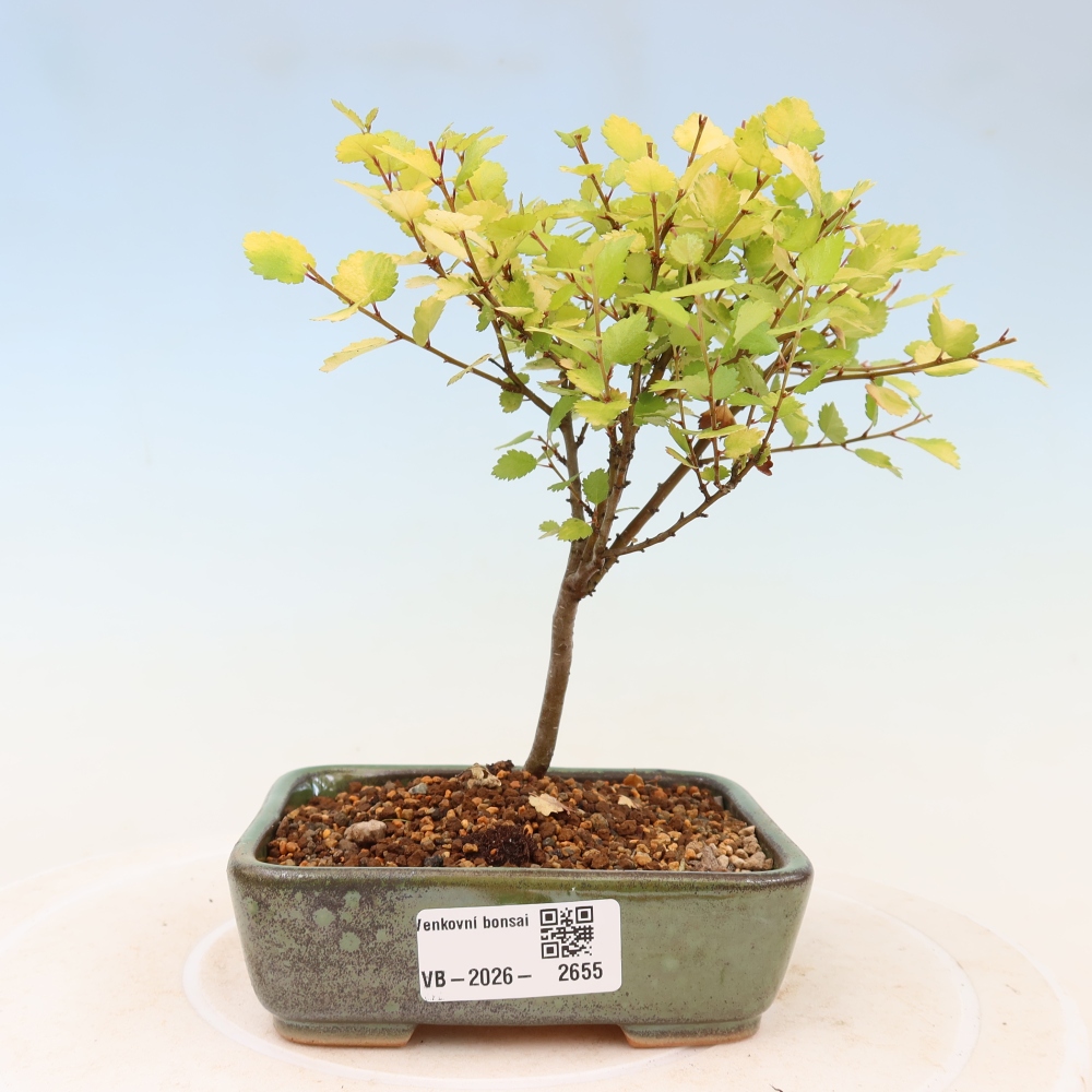 Buitenbonsai - dwergberk - Betula NANA Golden Treasure