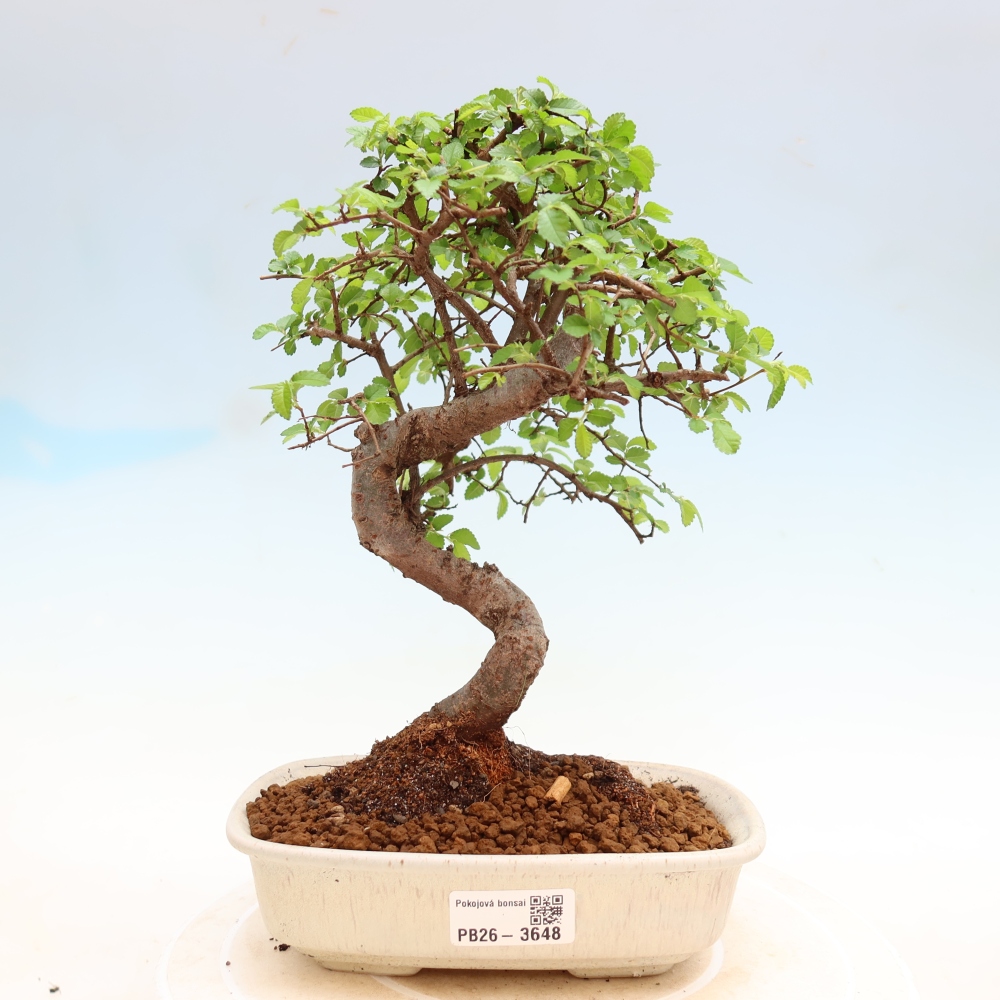 Kamerbonsai - Ulmus parvifolia - Winteriep