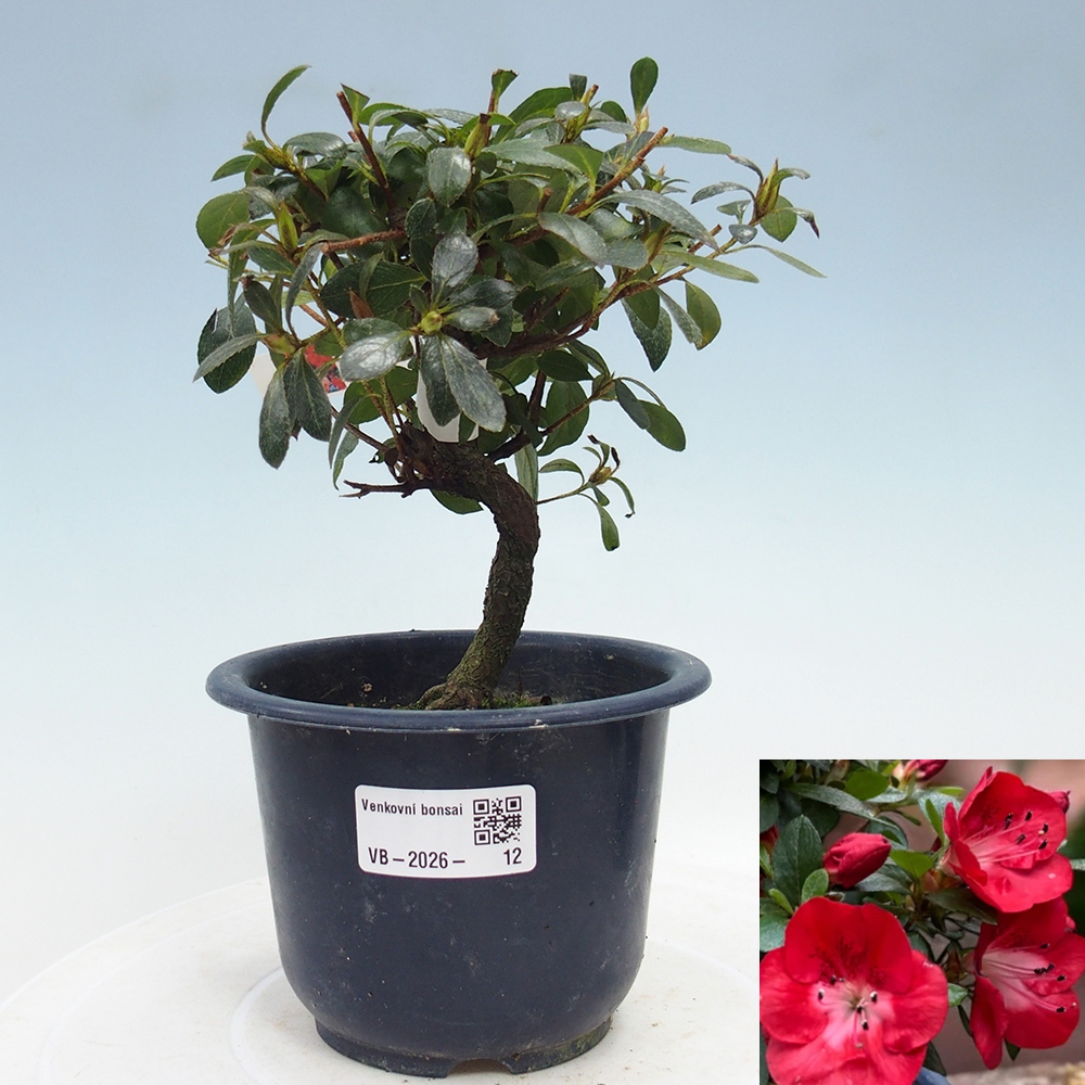 Bonsai voor buiten - Japanse Azalea - Azalea Benibeni