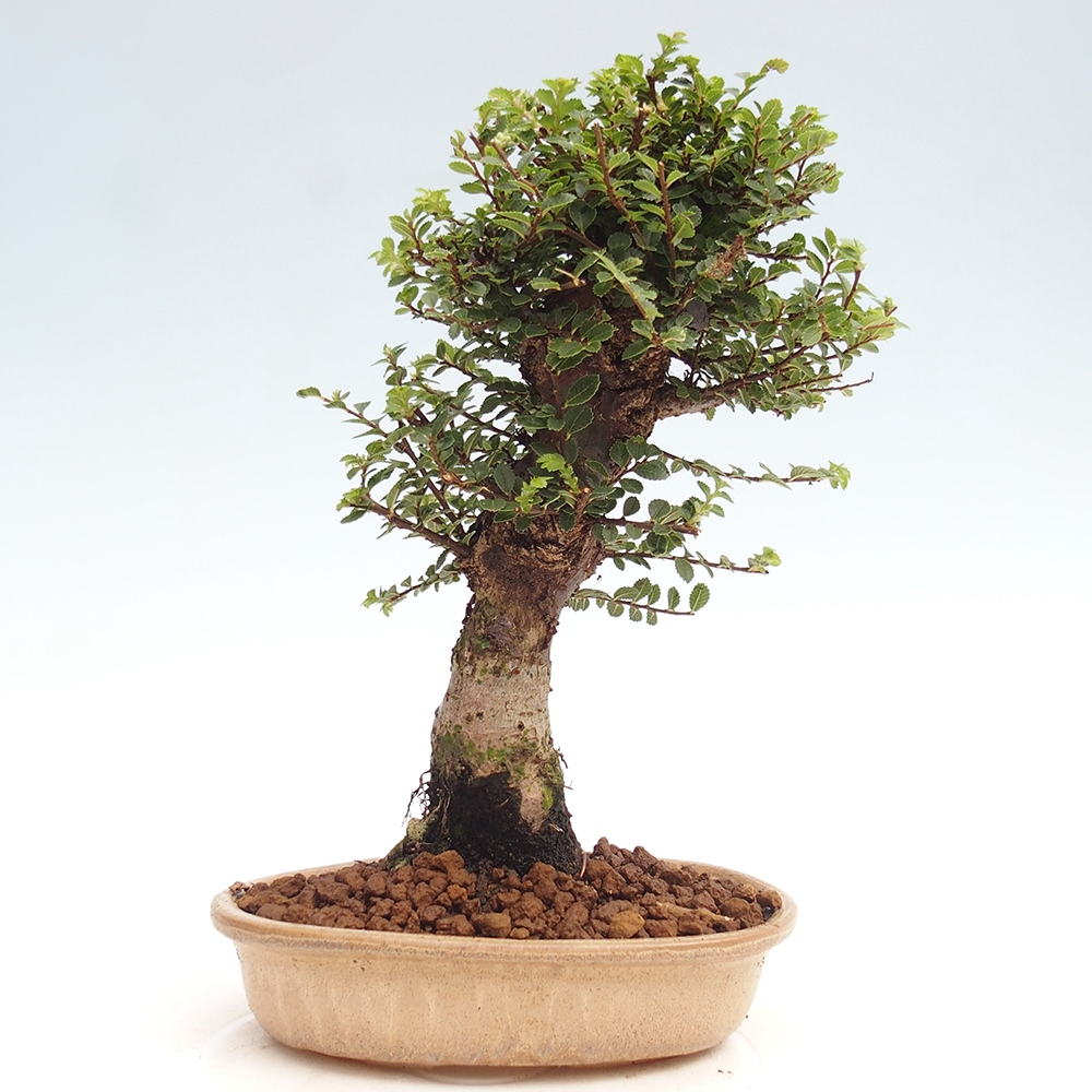 Bonsai voor buiten - Ulmus parvifolia Hokkaido - Chinese iep
