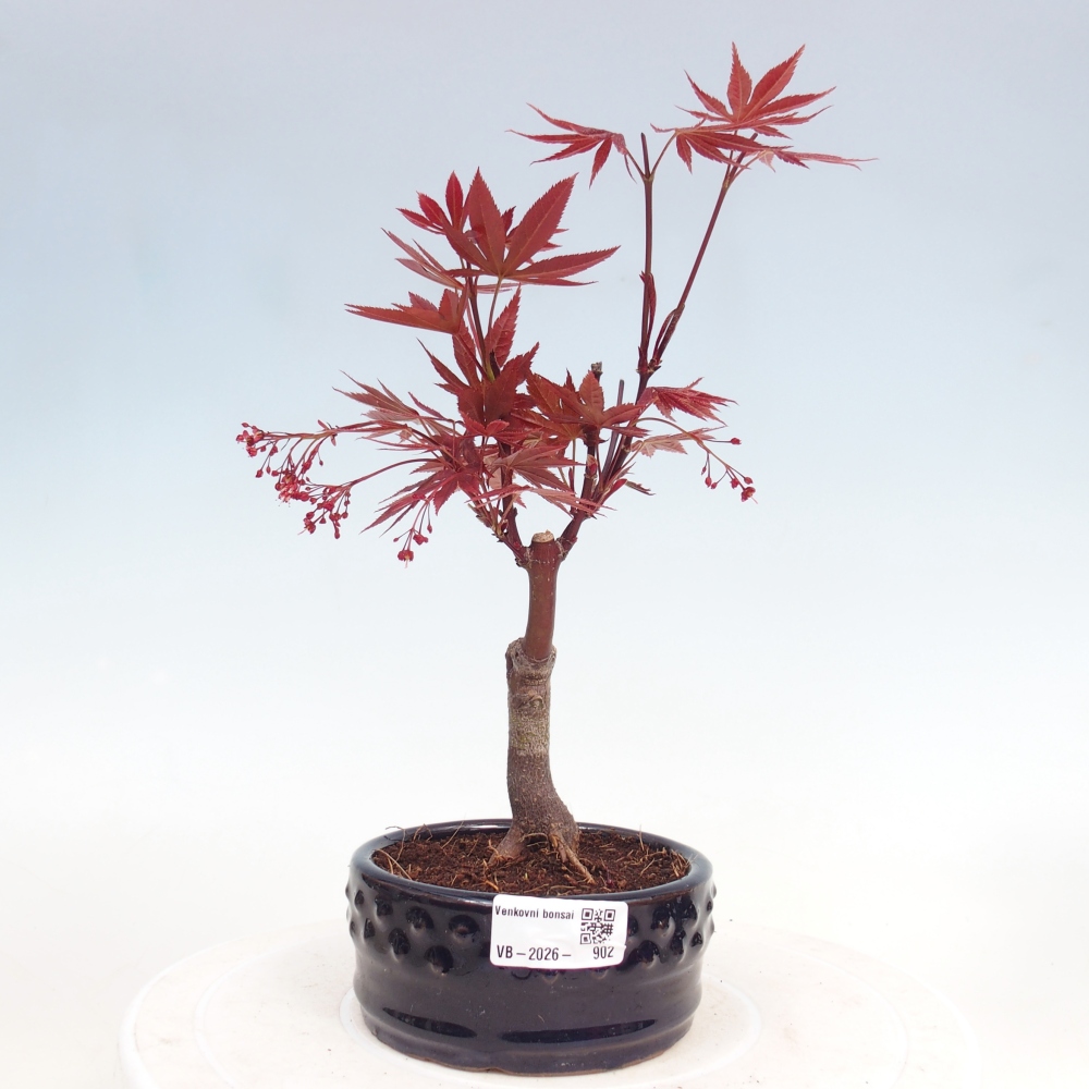 Bonsai voor buiten - Acer palm. Atropurpureum-Javorpalm