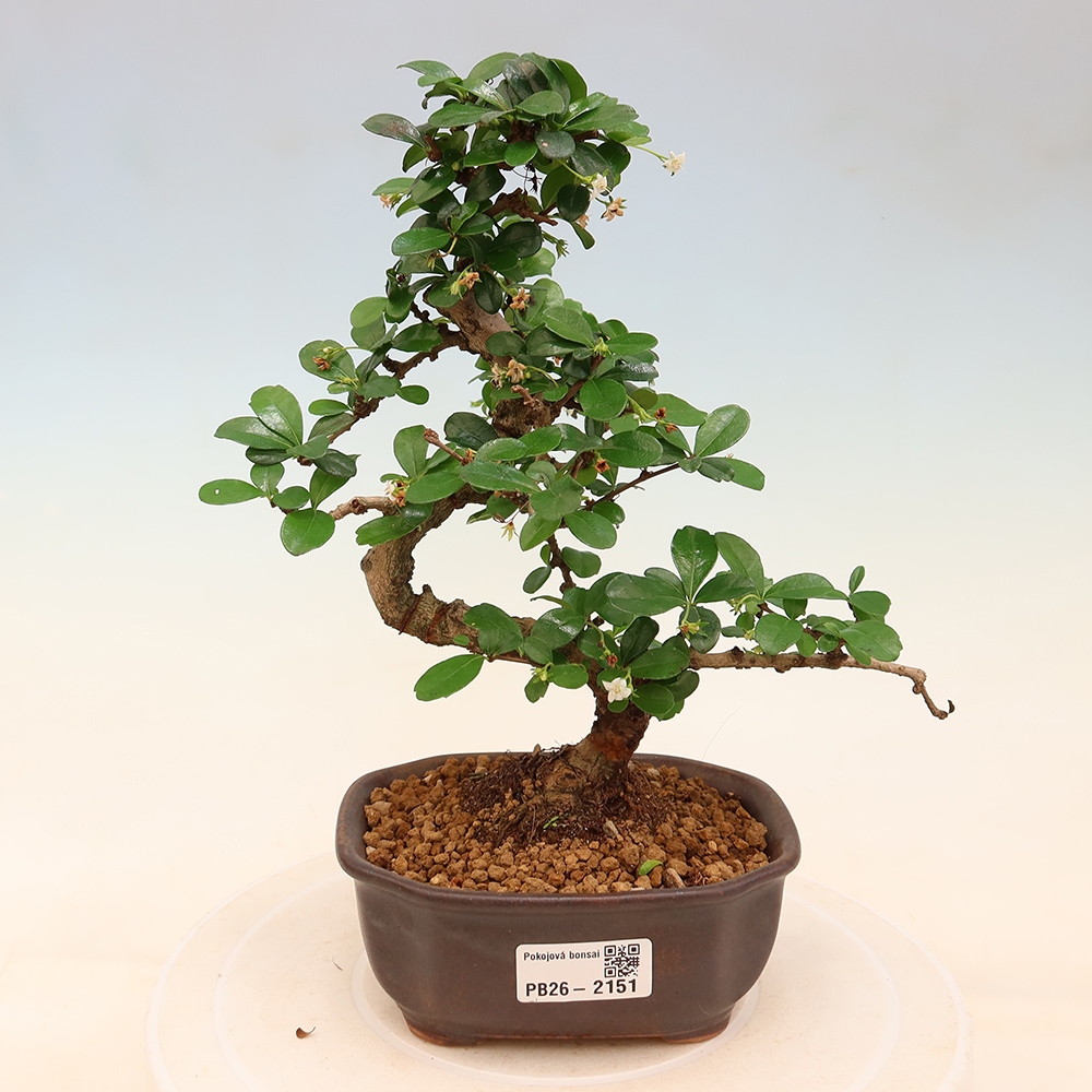 Kamerbonsai - Carmona macrophylla - Thee fuki
