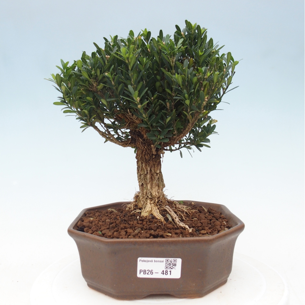 Kamerbonsai - Buxus harlandii - kurk buxus
